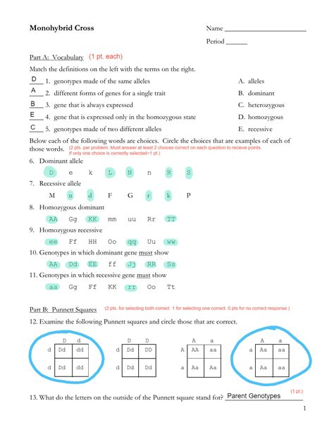 monohybrid cross worksheet answers quizlet